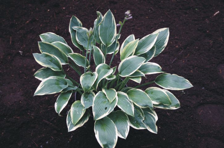 Hosta Dress Blues